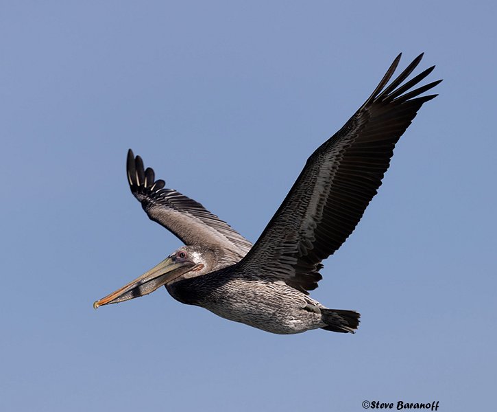 _B223847 brown pelican.jpg